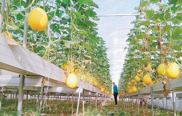 DAYA TARIK BARU KOTA: Rasudi dan Muhanan menunjukkan tanaman Golden Melon yang dibudidayakan dengan sistem hidroponik di lahan pertanian wilayah Jempong Baru, kemarin (6/9). (TONI/LOMBOK POST)