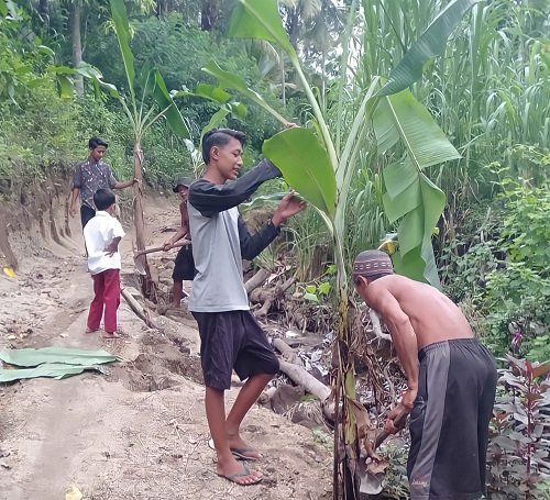 RUSAK PARAH: Sejumlah warga Dusun Tuti Desa Sokong melakukan penanaman pohon pisang di jalan rusak yang belum diperbaiki Pemerintah KLU, (23/11).