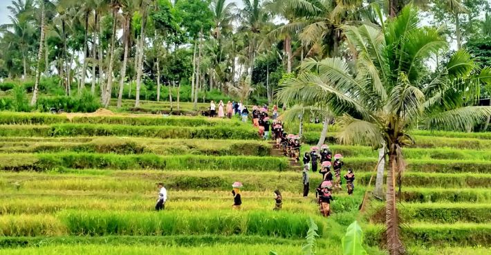 MENGANTAR MAKANAN: Puluhan perempuan Desa Kecik, Kecamatan Sikur mengantar dulang di tengah sawah dalam prosesi kegiatan adat nunas nede yang digelar Pemdes Kesik, Kecamatan Masbagik di Taman Wisata Tirta Ratu Desa Kesik, kemarin (14/11). (Fatih/Lombok Po