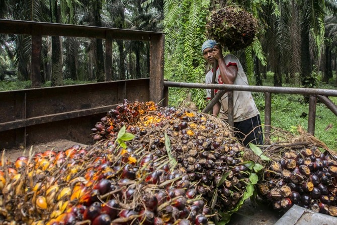 BUAH KELAPA SAWIT: Pekerja menyusun tandan buah segar (TBS) kelapa sawit  di kawasan Candali Bogor, Jawa Barat. Cangkang sawit yang sebelumnya sebagai limbah, kini diolah dan bisa diekspor ke Jepang sehingga bisa memberikan nilai tambah bagi petani sawit.