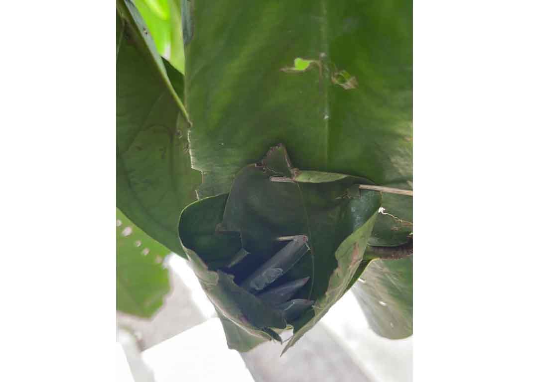 KELABUI POLISI: Sabu yang disimpan di balik daun di pohon jambu. (Harli/Lombok Post)