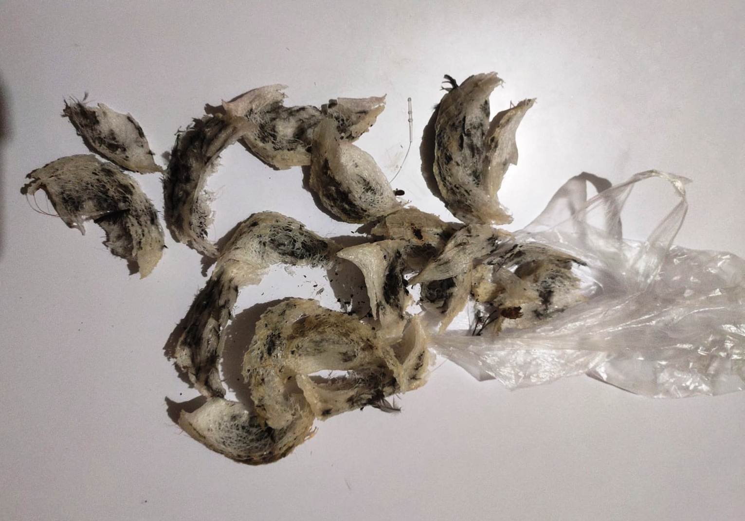 BARANG BUKTI: Polsek Labangka mengamankan sarang burung walet yang dicuri MS dan BH, (29/1).(POLRES SUMBAWA FOR LOMBOK POST)