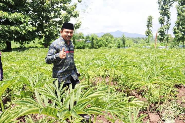 SEMANGATI PETANI PORANG: Bupati Dompu Kader Jaelani saat meninjau tanaman porang di Desa Karamabura, Dompu. (ISTIMEWA/LOMBOK POST)