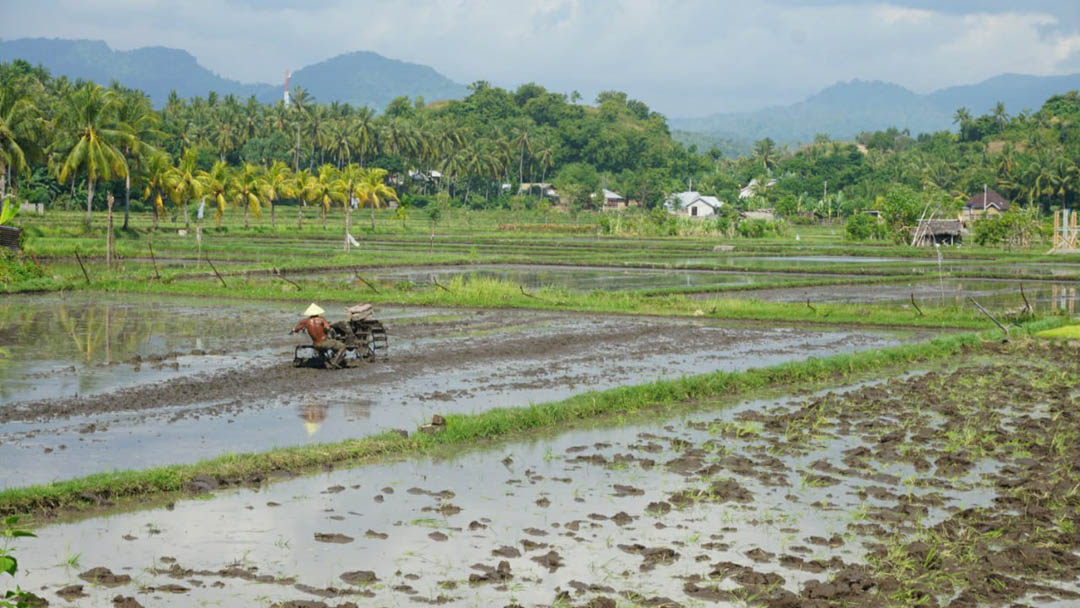 LAHAN PRODUKTIF: Seorang petani KLU tengah membajak sawah, beberapa hari lalu. (FERIAL/LOMBOK POST)