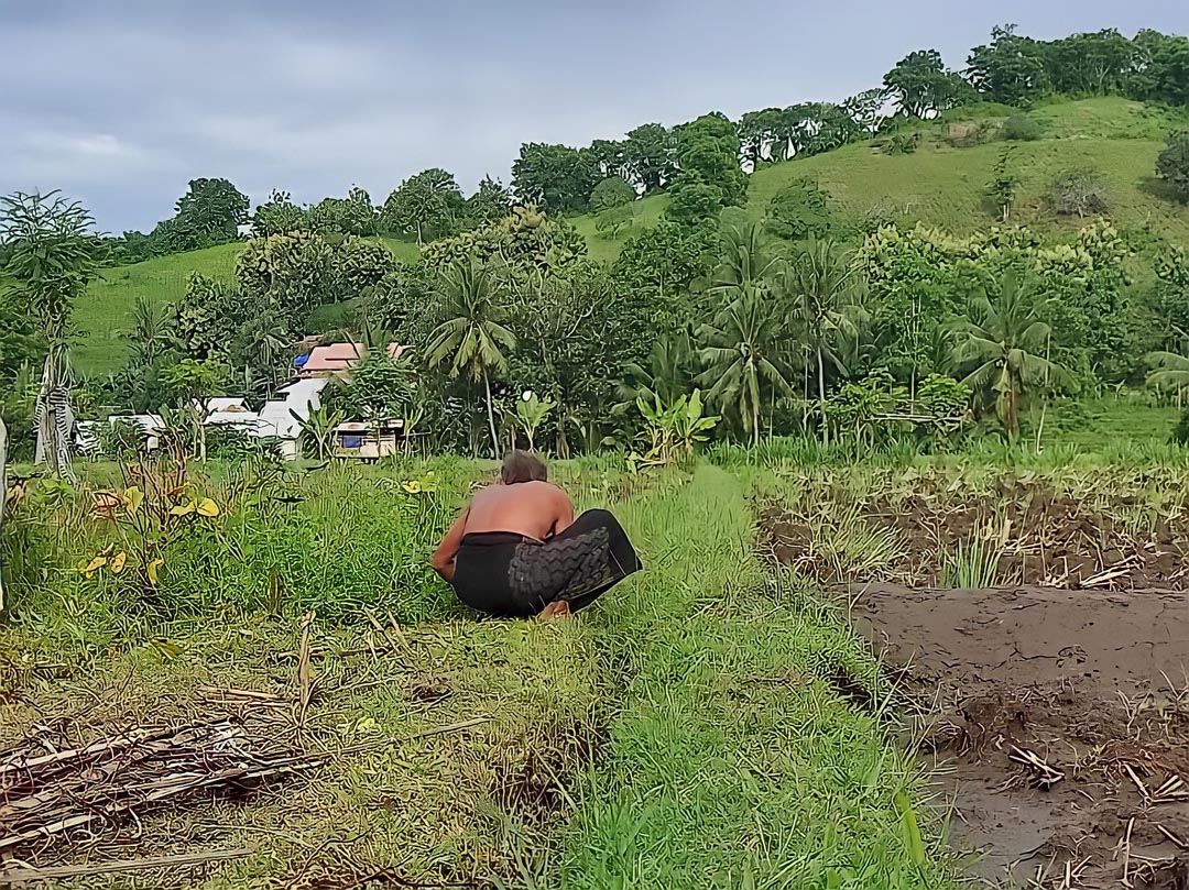 MUSIM TANAM: Petani membersihkan rumput di sawahnya sebelum dibajak. (FERIAL/LOMBOK POST)