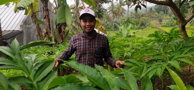 PETANI PORANG: Agus Patrawijaya, petani muda asal Desa Sapit, Kecamatan Suela berfoto di ladang tanaman porangnya, belum lama ini. (Agus for Lombok Post)