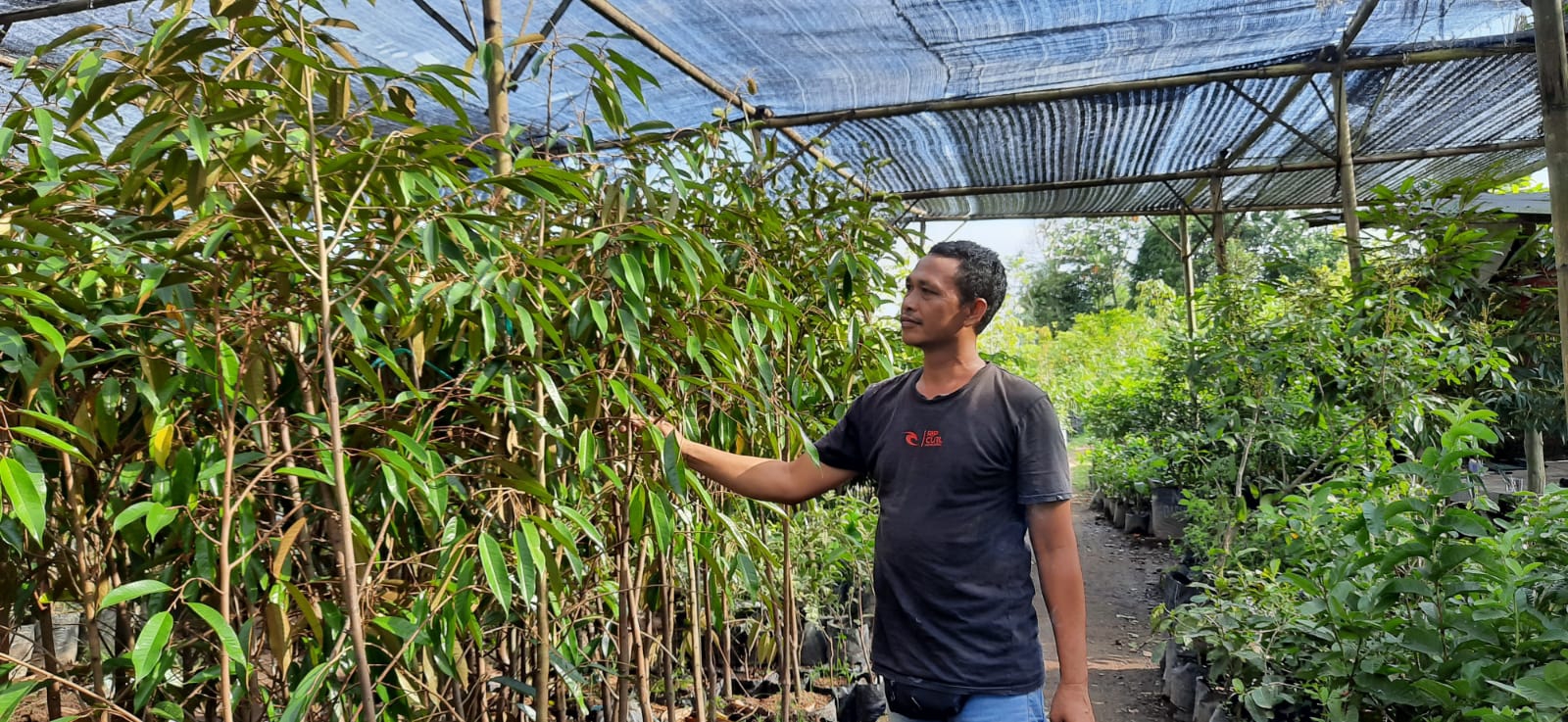 BANYAK PELUANG: Mulya Pujiatno, pemilik CV Cinta Alam memperlihatkan sejumlah pohon durian yang dijual di kebunnya, di Terong Tawah, Kecamatan Labuapi, Lombok Barat, kemarin (21/1). (EKA/LOMBOK POST)