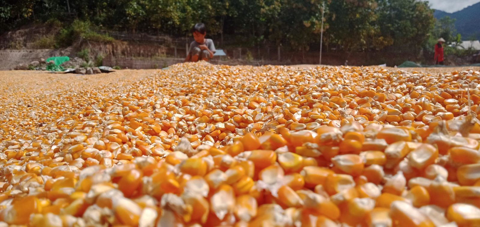 HARGA STABIL: Warga Desa Doridungga, Kecamatan Donggo, Kabupaten Bima menjemur jagung hasil panen tahun 2021 lalu.(ISLAMUDDIN/LOMBOK POST)