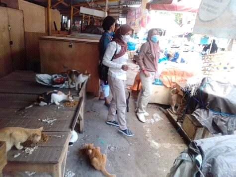 PEDULI HEWAN: Anggota SCL member makan kucing liar di salah satu pasar tradisional di Kota Mataram, belum lama ini.( Widia for Lombok Post)