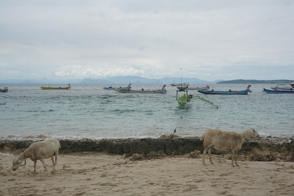 KAMBING PULAU: Dua ekor kambing sedang mencari makanan di pesisir pantai Pulau Maringkik, Desa Maringkik, Kecamatan Keruak, belum lama ini. (Fatih/Lombok Post)