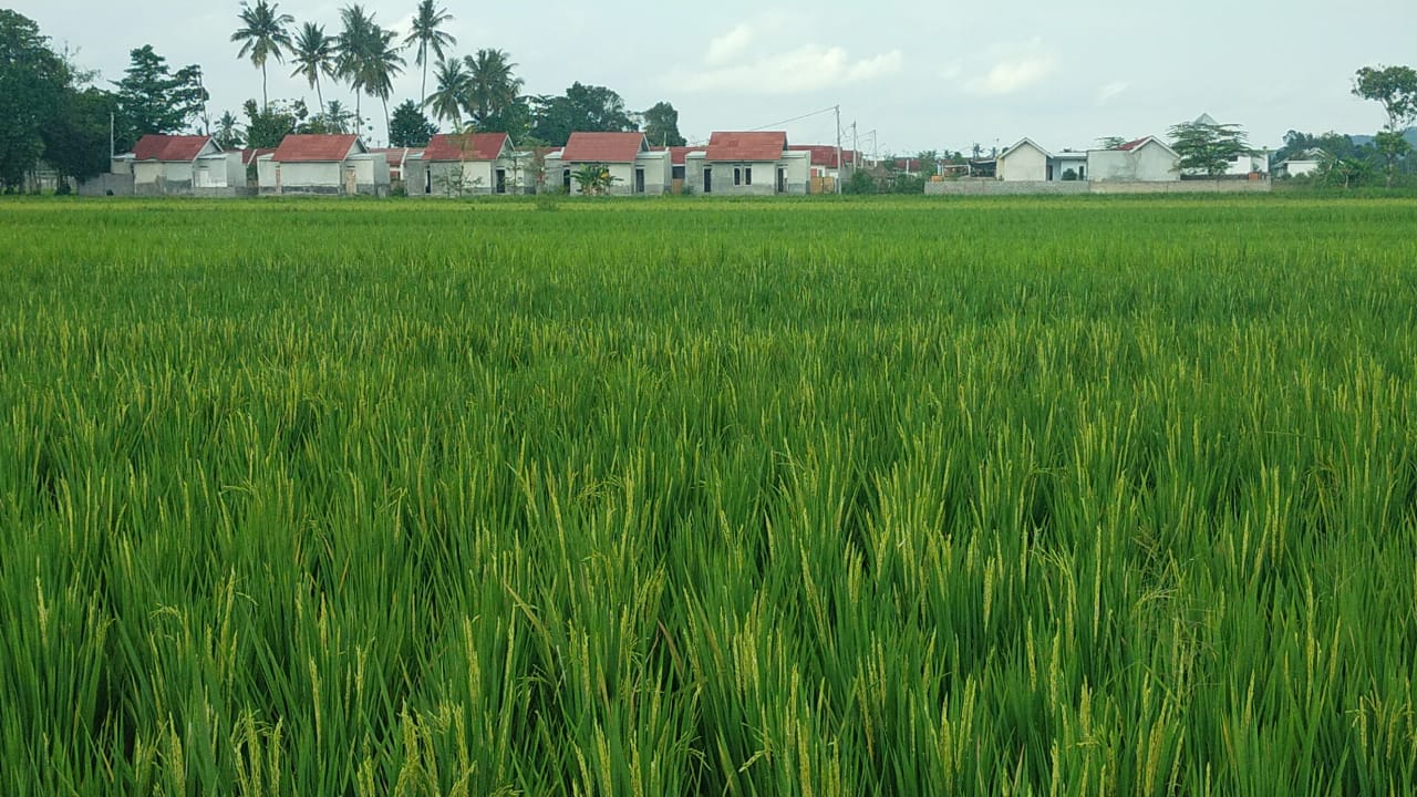 BERDAMPINGAN: Salah satu lahan persawahan yang ada di Gerung, beberapa waktu lalu. Tampak sejumlah rumah telah terbangun. (NURUL/LOMBOK POST)