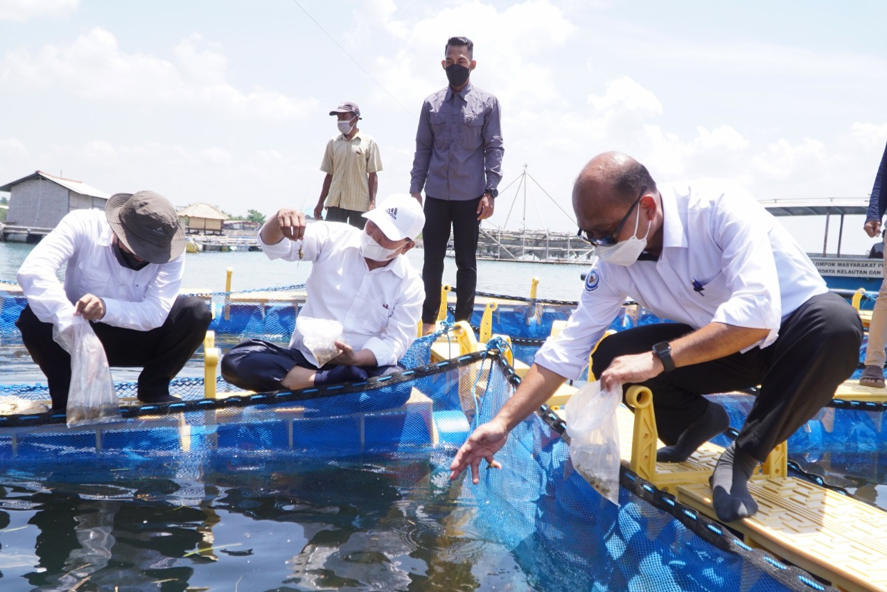 KAMPUNG LOBSTER: Bupati Sukiman Azmy (tengah) mendampingi Dirjen Perikanan Budidaya, Kementerian Kelautan dan Perikanan Haeru Rahayu (kanan) melihat benih lobster di keramba jaring apung kampung budi daya lobster Teluk Jukung, Dusun Telong-elong, Desa Jer