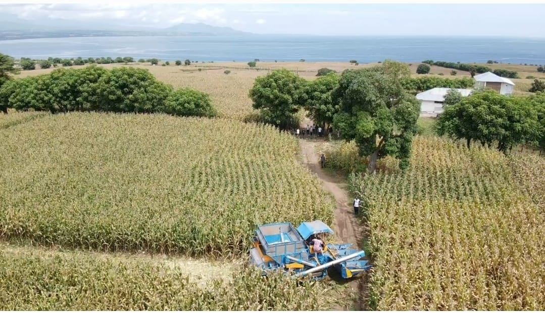 SEDANG DIPANEN: Lahan sirkuit MXGP masih ditumbuhi tanaman jagung. Sebagian lahan sudah mulai digarap. (Istimewa)