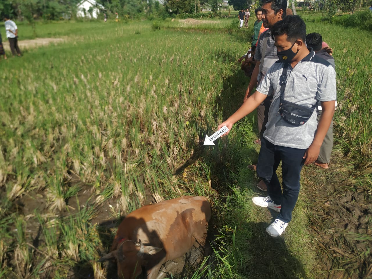 MENUNJUKKAN: Personal Polsek Praya saat menunjukkan seekor sapi yang terkapar di lahan pertanian warga di Dusun Telaga Waru Desa Jago, Praya, Loteng, Jumat (1/4). (Polsek Praya for Lombok Post)