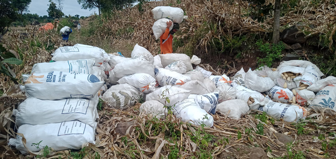 PANEN: Para petani di Desa Doridungga, Kecamatan Donggo, Kabupaten Bima sedang memikul jagung yang baru saja dipetik, beberapa hari lalu. (ISLAMUDDIN/LOMBOK POST)