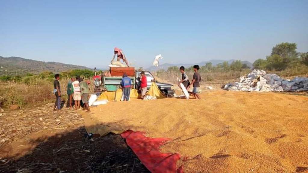 HARGA MASIH RENDAH: Petani di Kabupaten Bima sedang menggiling jagung, beberapa hari lalu. (ISLAMUDDIN/LOMBOK POST)