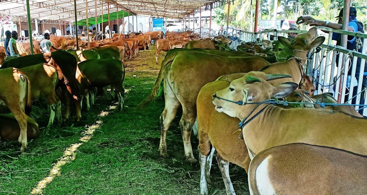 PASAR HEWAN: Puluhan sapi di Pasar Hewan Barabali di Desa Barabali, Kecamatan Batukliang, Loteng saat dikandangkan, beberapa waktu lalu. (Dedi/Lombok Post)