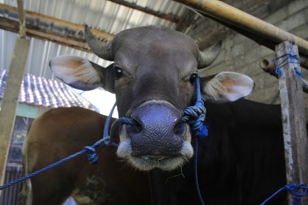 BISA SEMBUH: Peternak diimbau tidak mengambil keputusan tergesa-gesa untuk melakukan potong paksa terhadap sapi mereka yang terkena PMK. (Ivan/Lombok Post)