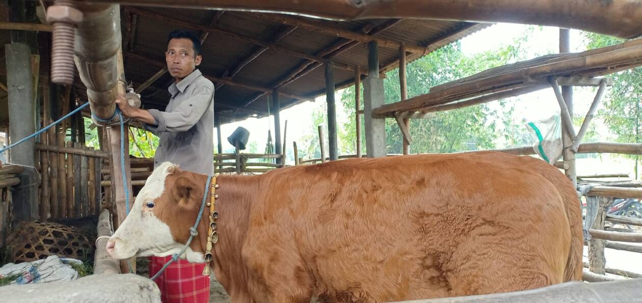 TERINFEKSI PMK: Salah seorang peternak sedang mengecek sapinya di kandang komunal di Dusun Pejongan, Desa Kelebuh, Kecamatan Praya Tengah, Loteng, Kamis (19/5). (Dedi/Lombok Post)