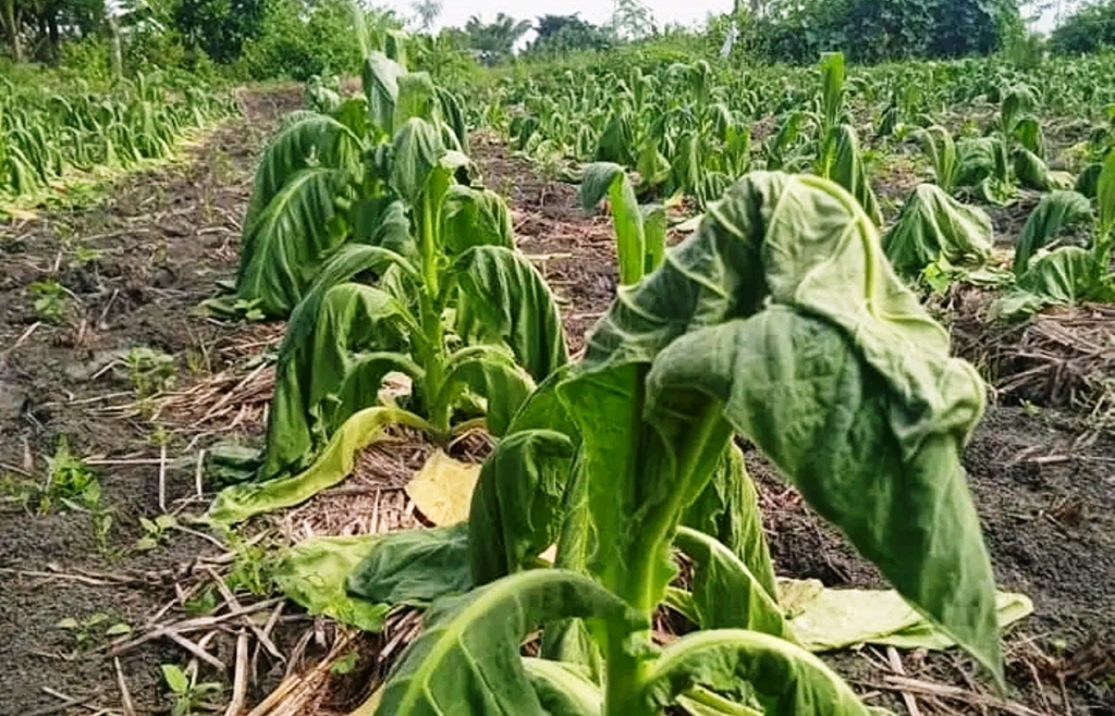 LAYU: Daun dan batang tanaman tembakau di Desa Landah, Kecamatan Praya Timur, Loteng dalam kondisi layu akibat diguyur hujan, Senin (13/6). (Dedi/Lombok Post)