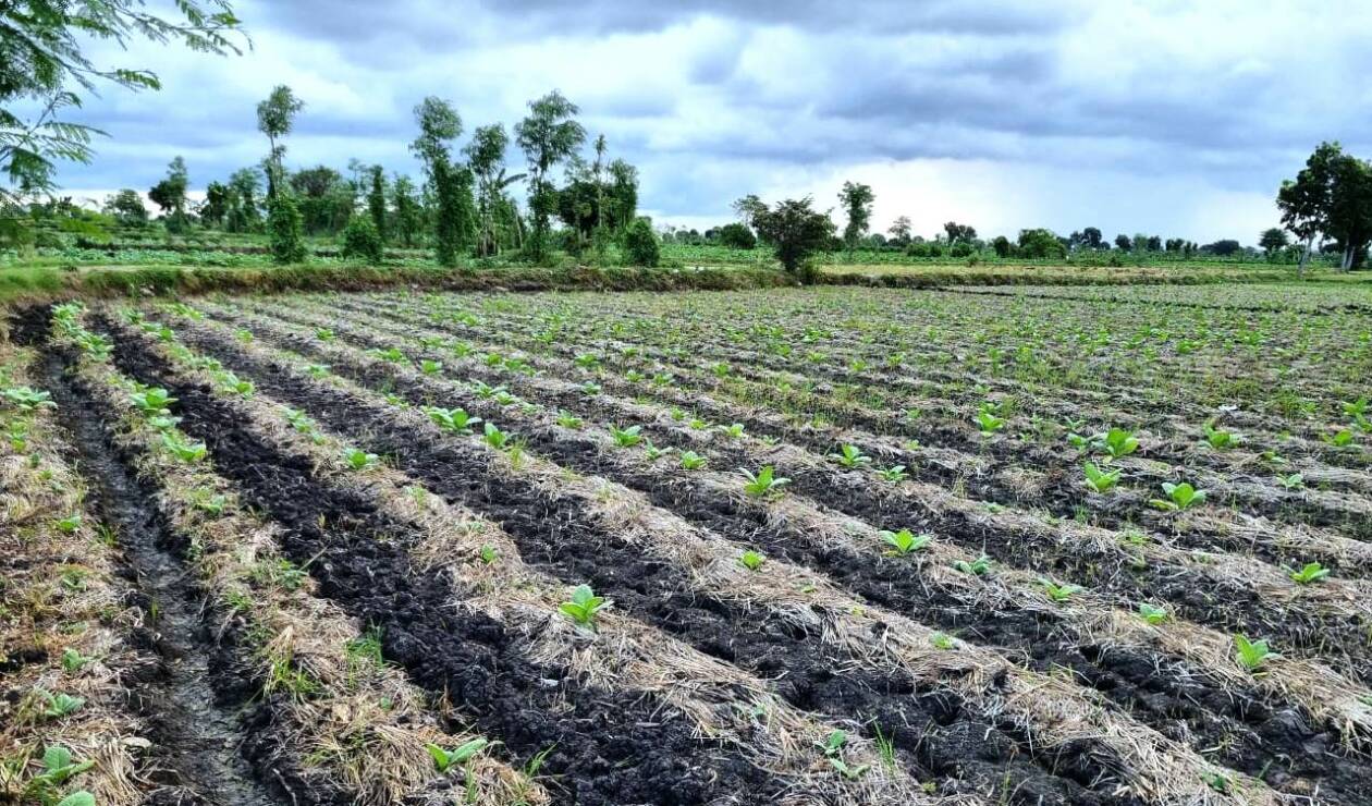 SISTEM DRAINASE: Salah satu contoh sistem drainase tanaman tembakau di wilayah Kecamatan Praya Timur, Loteng, Jumat (17/6). (Dedi/Lombok Post)