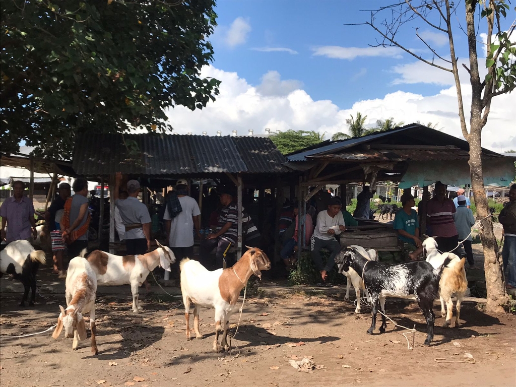 MENUNGGU PEMBELI: Beberapa pedagang kambing sedang menunggu pembeli di Pasar Hewan Masbagik, Kecamatan Masbagik, Senin (27/6). (Fatih/Lombok Post)