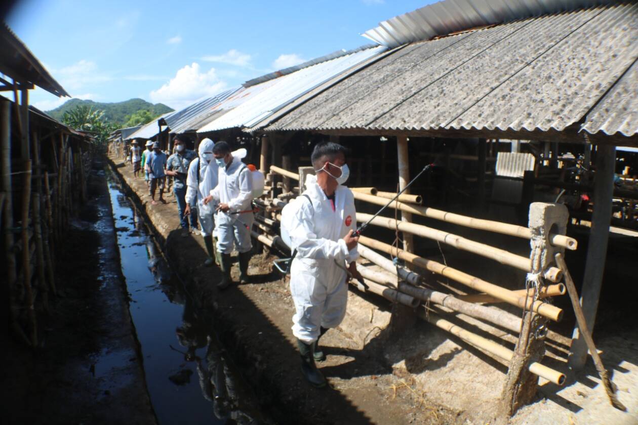 JAGA KEBERSIHAN: Petugas Disnakeswan NTB melakukan penyemprotan kandang sapi, di Kebon Ayu, Gerung, kemarin (14/6). (AWAL FOR LOMBOK POST)