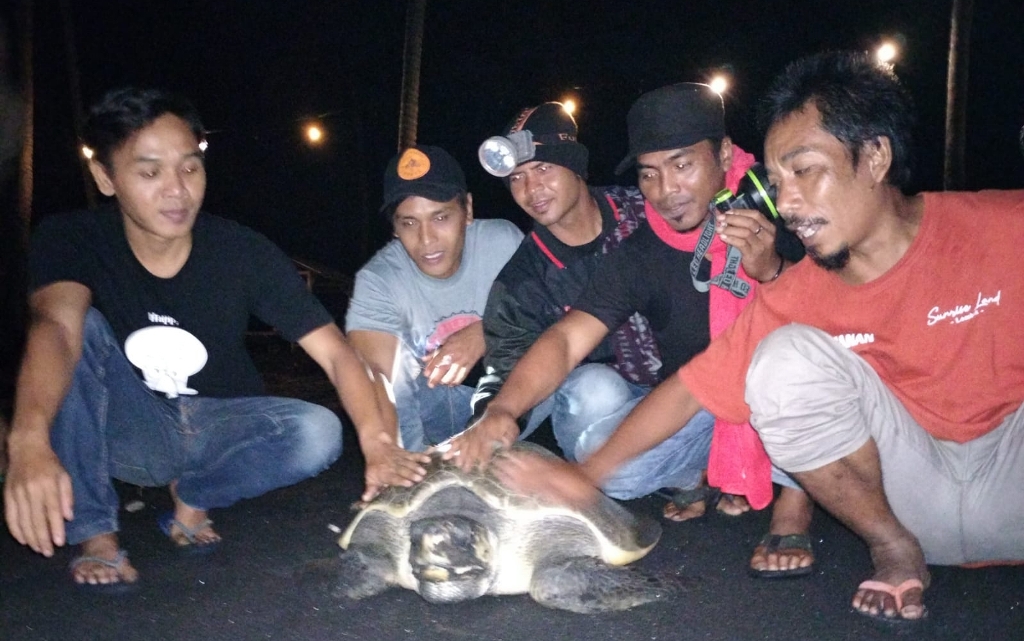 INDUK PENYU: Pengelola Sunrise Land Lombok (SLL) melepas induk penyu yang baru saja selesai bertelur di kawasan pantai Labuhan Haji, Dusun Montong Meong, Desa Labuhan Haji, Kecamatan Labuhan Haji, Rabu (22/6) dini hari. (Qori’ for Lombok Post)