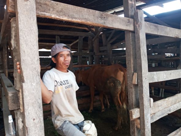 RAMUAN HERBAL: Zainal Abidin, seorang peternak usai memberi makan sapinya di kandang kelompok Lingkungan Gontoran Barat, Kelurahan Bertais, Kecamatan Sandubaya, Kota Mataram, kemarin (15/6). ROJAI/LOMBOK POST