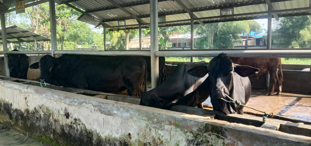 SIAP DISTRIBUSI: Beberapa ekor sapi jenis Sapi Bali berada dalam kandang di RPH Banyumulek, Kabupaten Lombok Barat, beberapa waktu lalu. (Dewi/Lombok Post)