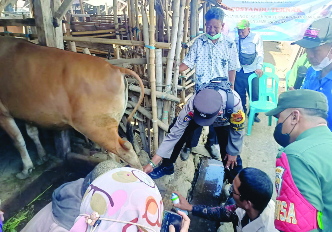 CEGAH PENULARAN PMK: Tim Posyandu pencegahan PMK Polresta Mataram melakukan pemeriksaan hewan ternak di Desa Sembung, Kecamatan Narmada, Lombok Barat, Jumat (22/7). (Foto: Harli/Lombok Post)