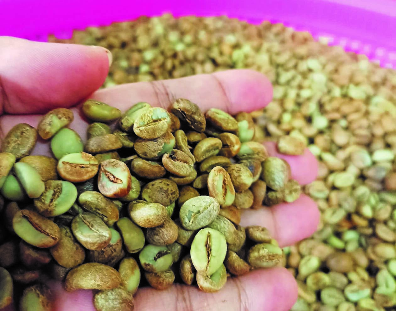 KOPI REMPEK: Inilah biji kopi robusta rempek yang dijajakan Ida Susiwanti yang pesanannya juga datang dari luar negeri.( IST/LOMBOK POST)