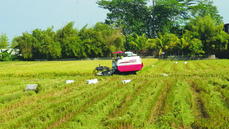 Produktivitas padi meningkat setelah bergabung dengan program food estate. (Foto: Dok/Lombok Post)