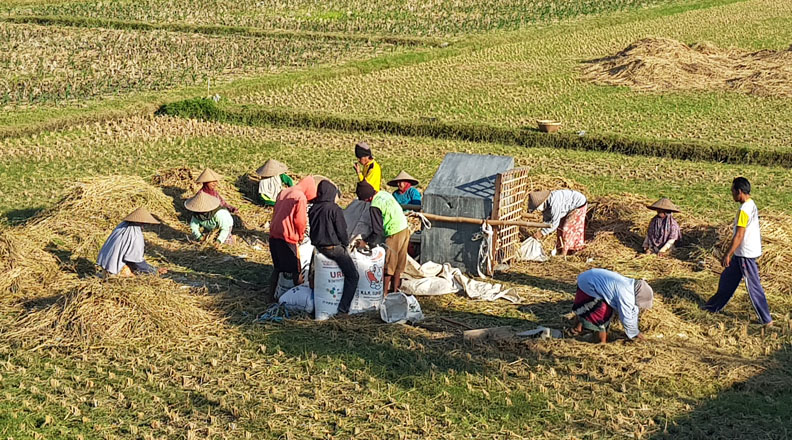 Penghargaan dari IRRI diyakini tetap dipegang Indonesia dalam waktu lama karena produksi gabah kering giling akan semakin naik setiap tahunnya. (Foto: Dok/Lombok Post)