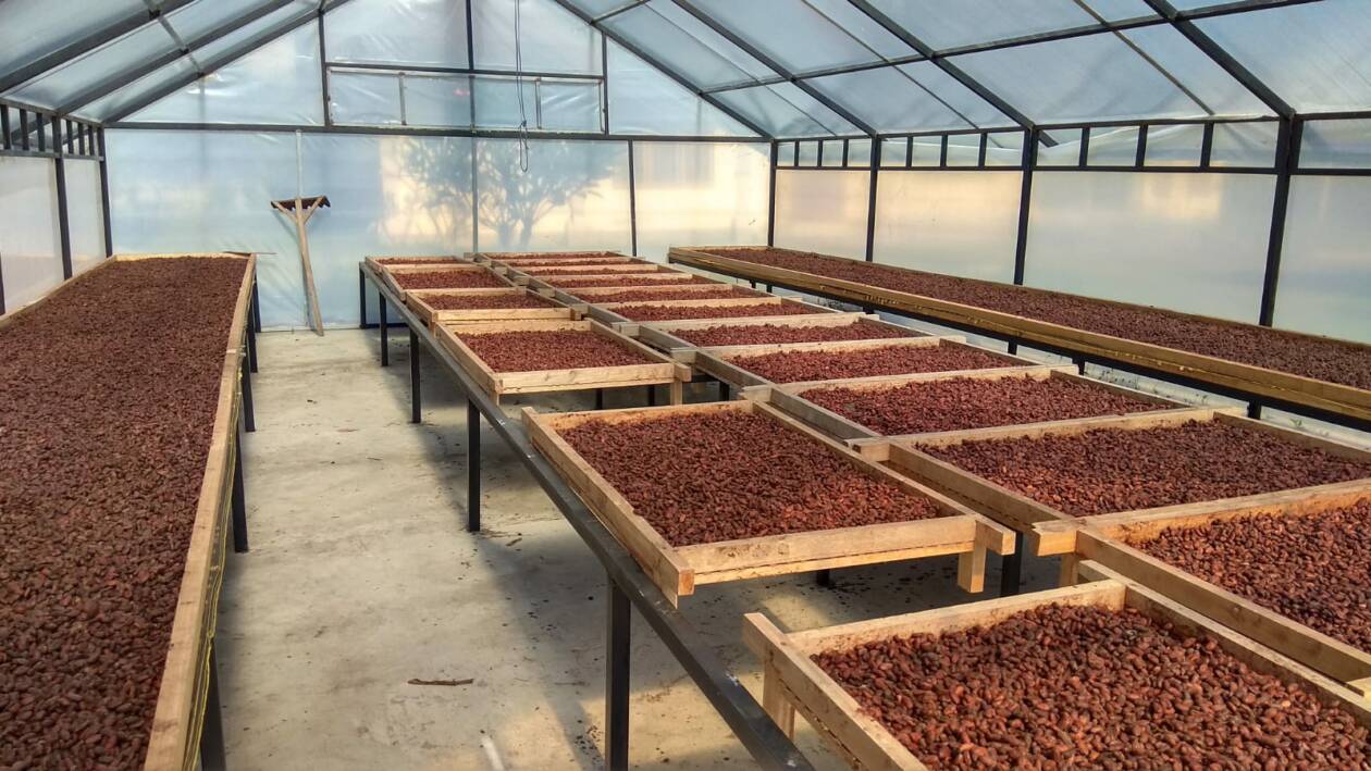 Proses penjemuran kakao Bali yang dikelola Koperasi Kakao Kerta Semaya Samaniya. (Foto: Istimewa)