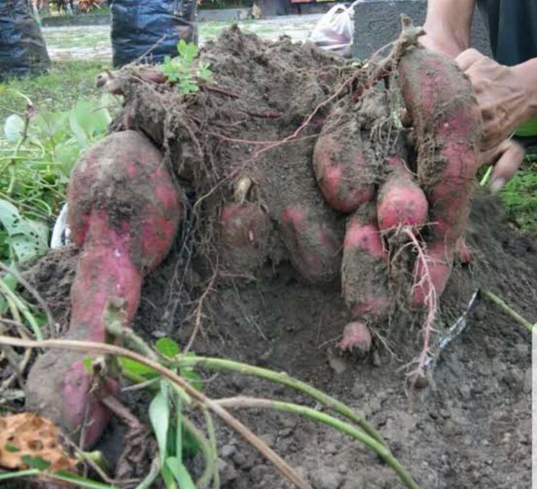 Dari sisi gizi, terutama karbohidrat dan energi, ubi jalar tidak kalah jika dibandingkan dengan pangan sumber karbohidrat lainnya, seperti beras, jagung, dan terigu. (Foto: Istimewa)