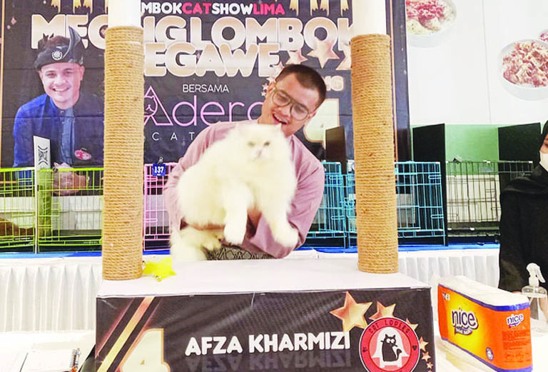 KONTES KUCING: Seorang juri memberikan penilaian pada kucing yang mengikuti kontes cat show di Transmart, Mataram, Minggu (25/9). (Foto: Rojai/Lombok Post)