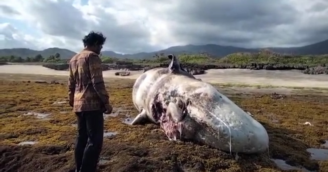 BELUM DIEVAKUASI: Bangkai paus sperma saat pertama kali ditemukan di Pantai Tabiung, Desa Tatar, Kecamatan Sekongkang, Senin (26/9). (Foto: Istimewa)
