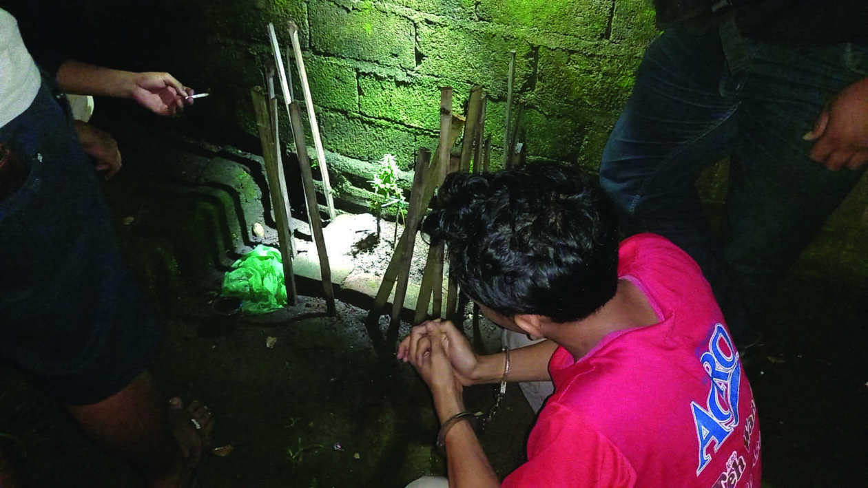 TERTANGKAP: Salah satu pelaku berinisial JU diborgol polisi di dekat tanaman ganja yang ditanaman di pekarangan rumahnya, Kamis malam (27/10). (Foto: Harli/Lombok Post)