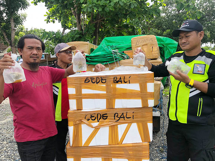 DIAMANKAN: Tim Puma Polres Bima Kota mengamankan terumbu karang yang hendak diselundupkan menuju Bali, Jumat (28/10). (Foto: Istimewa)
