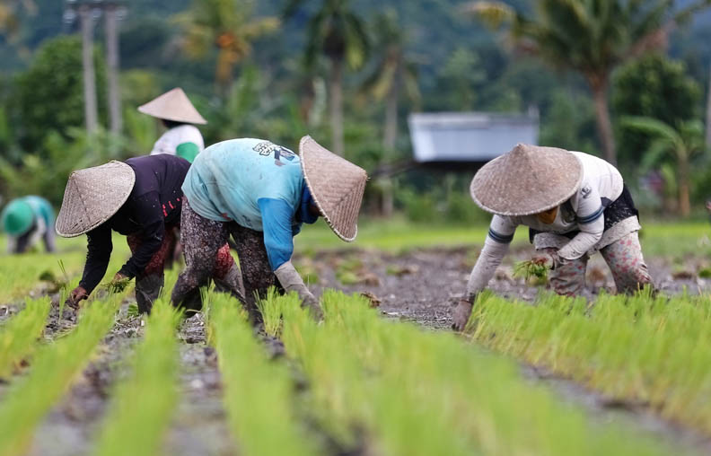 P4S diharapkan menjadi penggerak pembangunan pertanian dan perdesaan. (Foto: Dok/Lombok Post)