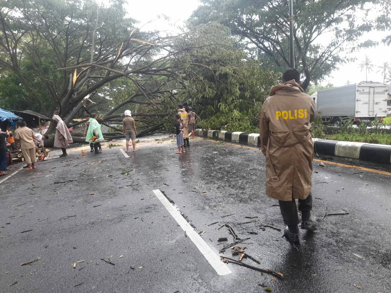 BENCANA: Pohon tumbang di jalur bypass BIL I pada Selasa (15/11) lalu. Pemerintah daerah diminta langkah-langkah antisipatif dalam menangani masalah ini.(HABIBUL ADNAN/LOMBOK POST)