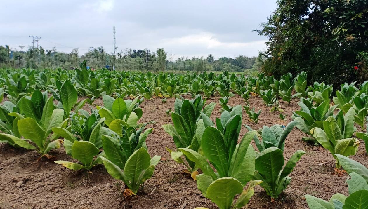 TANAMAN TEMBAKAU: Hamparan tanaman tembakau di Desa Jago, Kecamatan Praya, Loteng, beberapa waktu lalu. (Dedi/Lombok Post)