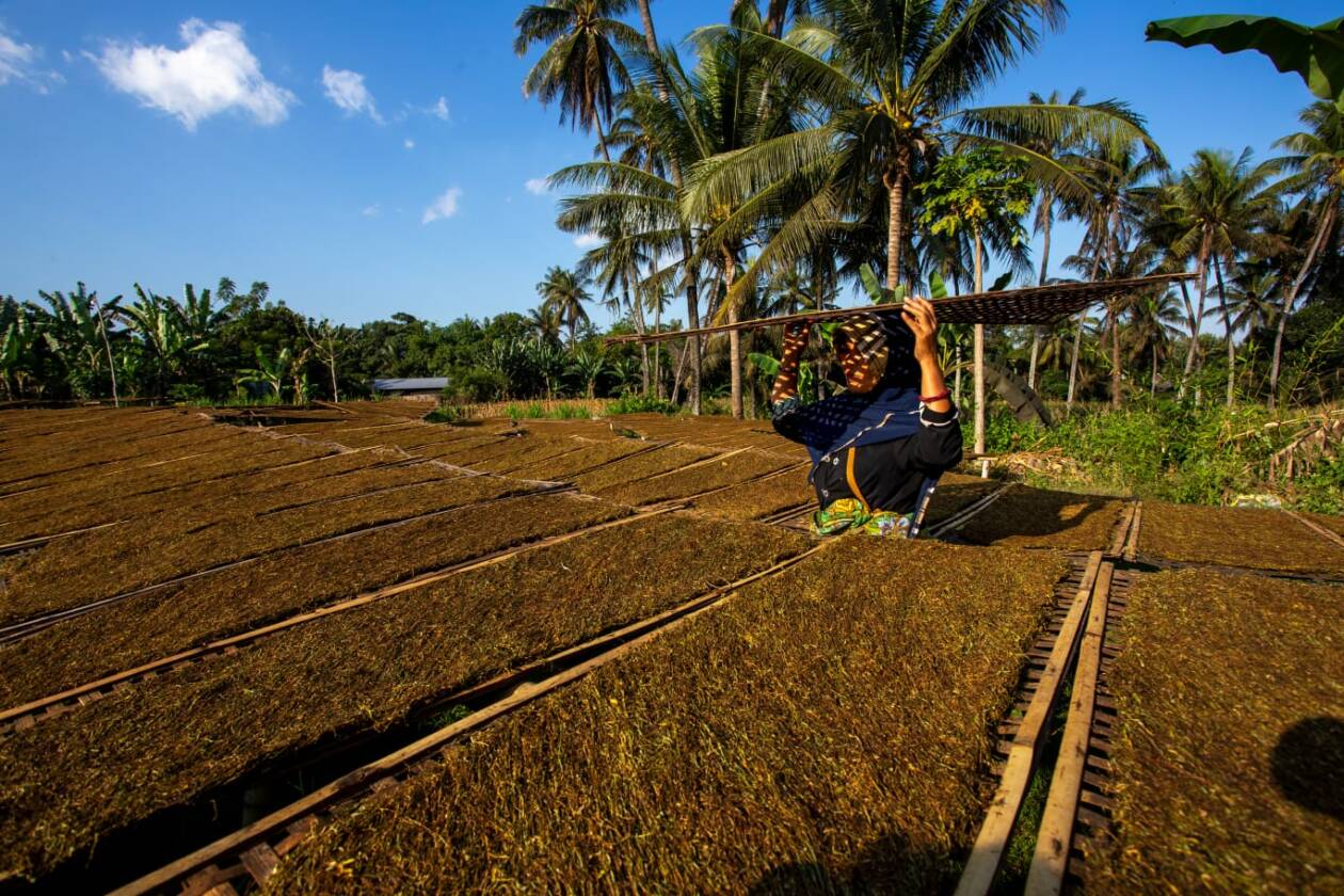 DAPAT BANTUAN: Seorang buruh sedang menjemur tembakau, beberapa waktu lalu. (Ivan/Lombok Post)