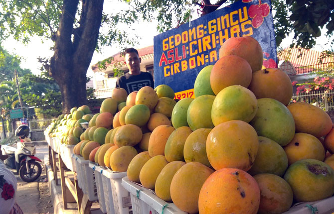 Mangga gedong gincu asal Sumedang, Jawa Barat, segera masuk pasar Jepang. (Wildan Ibnu Walid/JawaPos.com)