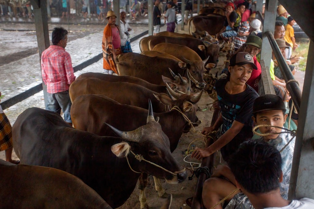 GENJOT VAKSINASI: Pemerintah menggenjot vaksinasi PMK untuk sapi-sapi sehat di Provinsi NTB, untuk mempercepat normalisasi lalu lintas ternak.( Ivan/Lombok Post)