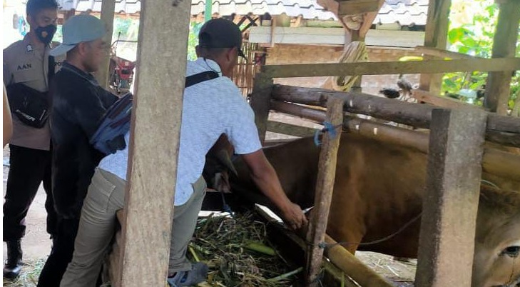 VAKSINASI: Petugas kesehatan hewan dan anggota Polres Dompu sedang menyuntik vaksi pada ternak sapi, beberapa hari lalu.(POLRES DOMPU FOR LOMBOK POST)