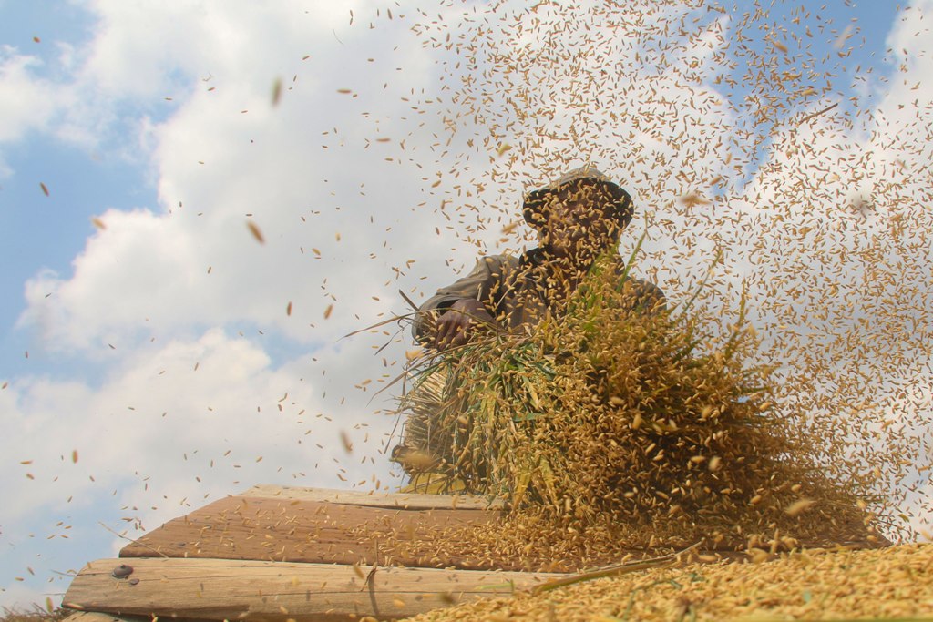 STOK LEBIH: Petani memukulkan padi hasil panen ke papan, untuk memisahkan bulir padi dari batangnya, Rabu (7/12). (Ivan/Lombok Post)