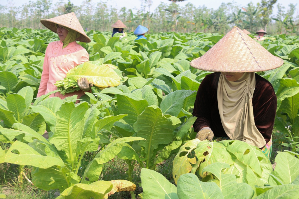 WAKTUNYA PANEN: Petani tembakau di Lombok Tengah memanen daun-daun dari tanaman tembakau, belum lama ini. (Ivan/Lombok Post)