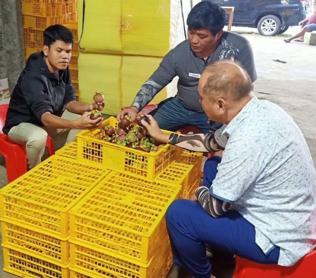 BUYER MALAYSIA: Pendamping Buyer Supiandi (kiri) mendampingi dua orang buyer memeriksa manggis Lingsar, beberapa waktu lalu.(ANDI FOR LOMBOK POST)